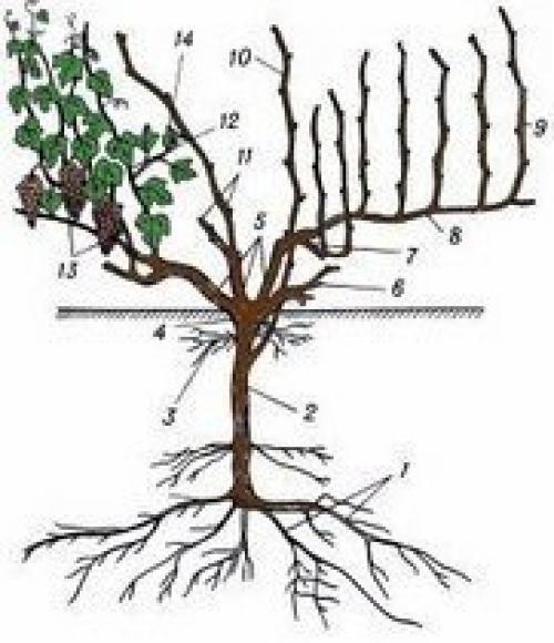 Зеленые операции на виноградном кусте. 01 Зеленые операции на виноградном кусте. 01