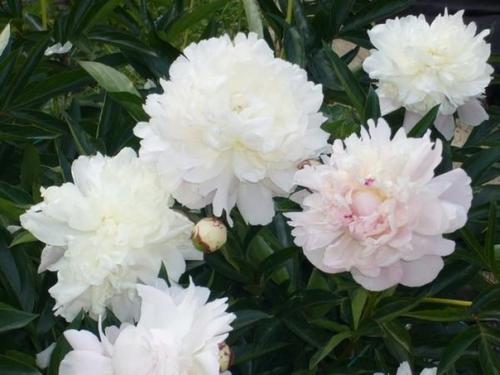 4 этапа внесения удобрений для пионов. 01