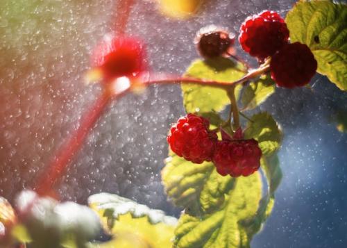 Уютные Ламповые снимки снятые на объектив Meyer - Optik Gorlitz Oreston 50mm f/1. 04