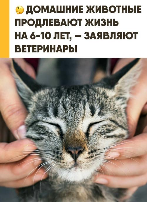Домашние питомцы способны продлить жизнь своих хозяев на 6-10 лет. 
