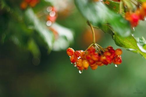 В моё окно стучится август, могучий гром и ливня шелест. 01