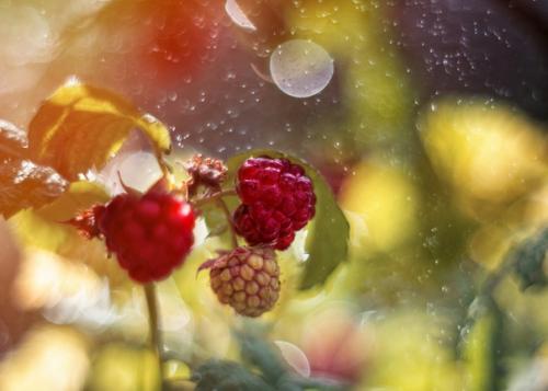 Уютные Ламповые снимки снятые на объектив Meyer - Optik Gorlitz Oreston 50mm f/1. 02