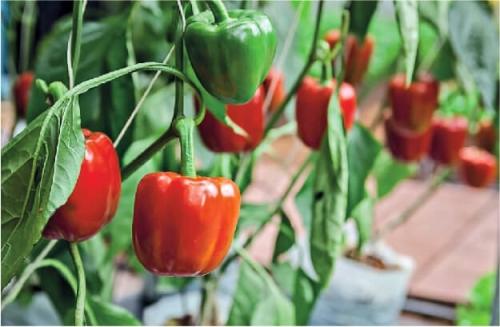 Перцу нездоровится?  Как по листьям определить, чего не хватает вашим перцам. 01