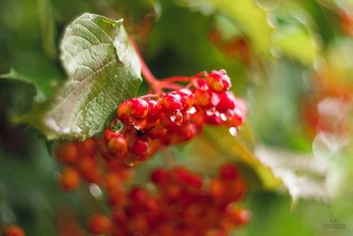 В моё окно стучится август, могучий гром и ливня шелест. 02