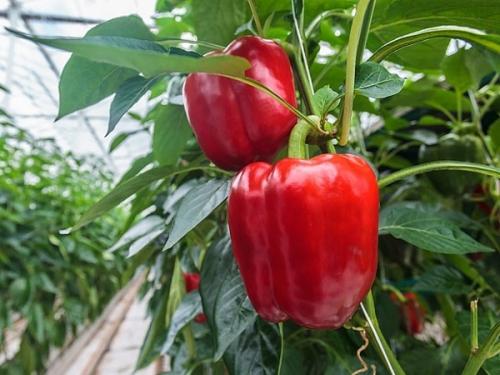 Перцу нездоровится?  Как по листьям определить, чего не хватает вашим перцам. 02