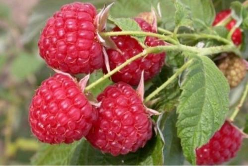 Ведро малины с одного куста. 04