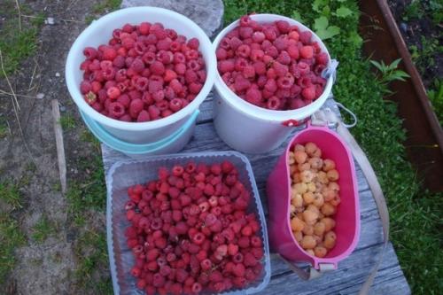 Ведро малины с одного куста. 03