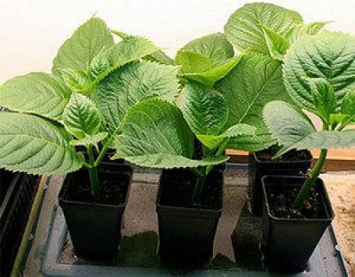 Как вырастить гортензию. 04 Как вырастить гортензию. 04