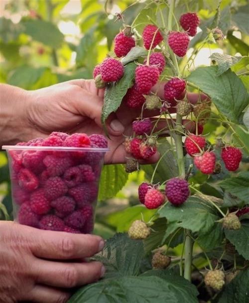 Ведро малины с одного куста. 01