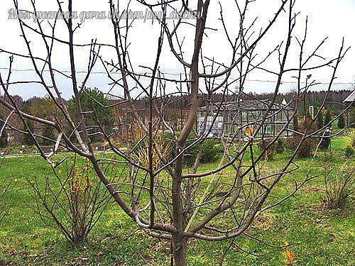 Что нужно знать про обрезку молодых яблонь. 01 Что нужно знать про обрезку молодых яблонь. 01