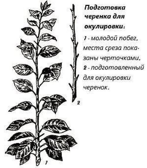 Популярные технологии прививки плодовых деревьев. 02
