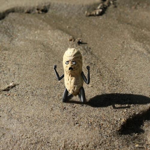 Хроники арахиса. Забавный фотопроект от David Mishra. 06