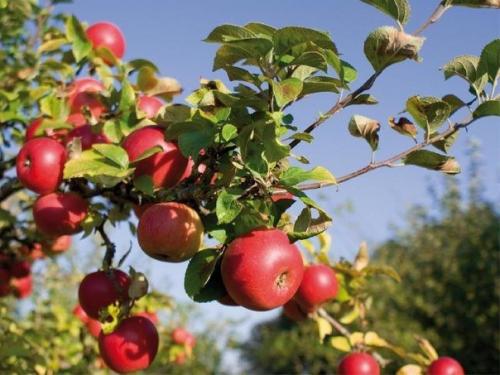 Мы удобряем яблоню для большого урожая. 02