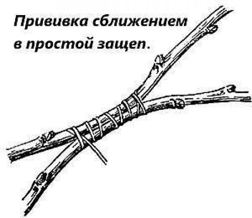 Популярные технологии прививки плодовых деревьев. 06