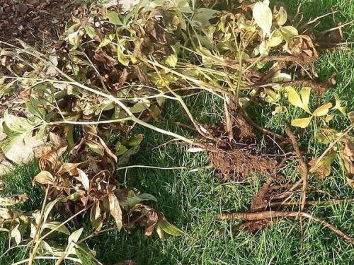 Когда лучше приступать к омоложению пиона. 02 Когда лучше приступать к омоложению пиона. 02