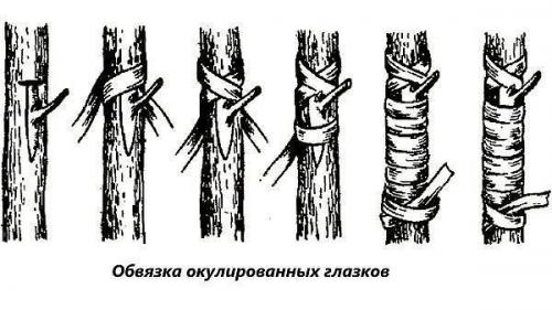 Популярные технологии прививки плодовых деревьев. 01