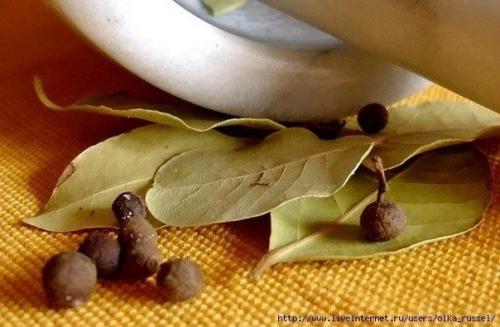 Как вырастить лаврушку дома. 01