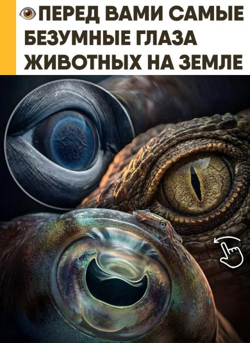 Их форма, цвет и даже расположение никогда не бывают случайными.  