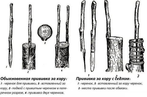 Популярные технологии прививки плодовых деревьев. 03