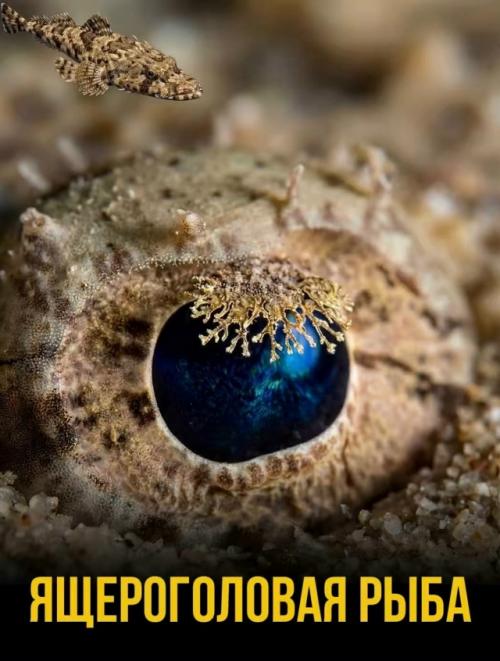 Их форма, цвет и даже расположение никогда не бывают случайными. 02