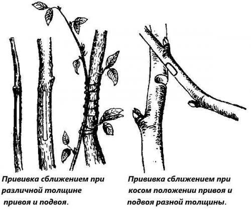 Популярные технологии прививки плодовых деревьев. 08