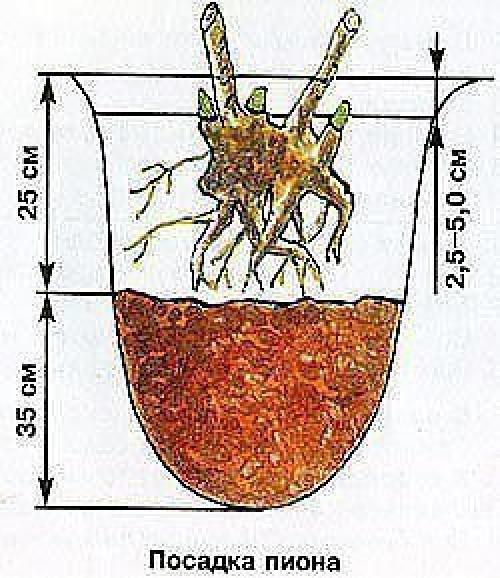 Когда лучше приступать к омоложению пиона. 03 Когда лучше приступать к омоложению пиона. 03