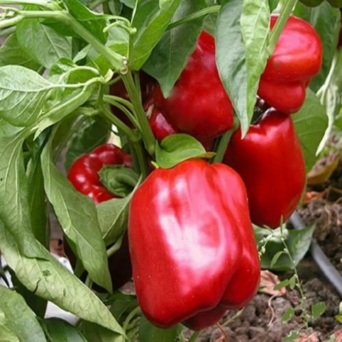 Топ - 5 самых неприхотливых сортов перца.
