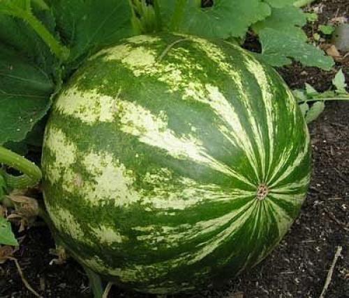 Мы выращиваем арбуз в домашних условиях. 01 Мы выращиваем арбуз в домашних условиях. 01