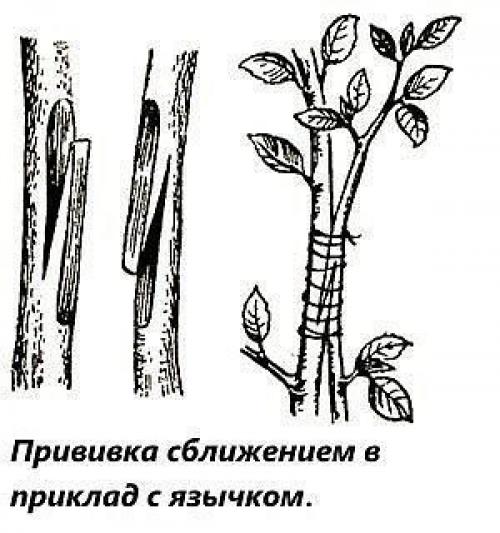 Популярные технологии прививки плодовых деревьев. 07