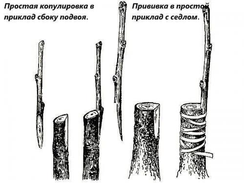 Популярные технологии прививки плодовых деревьев. 05