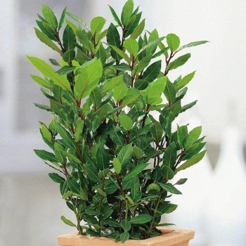 Как вырастить лаврушку дома. 05