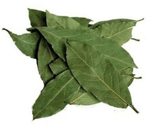 Как вырастить лаврушку дома. 04