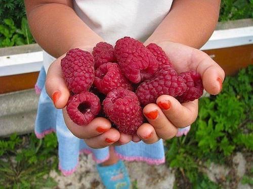 Мы собираем рекордный урожай малины! 02