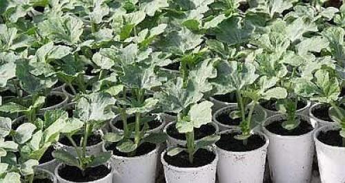 Мы выращиваем арбуз в домашних условиях. 03 Мы выращиваем арбуз в домашних условиях. 03