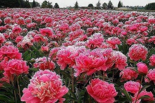 Когда лучше приступать к омоложению пиона. 01 Когда лучше приступать к омоложению пиона. 01