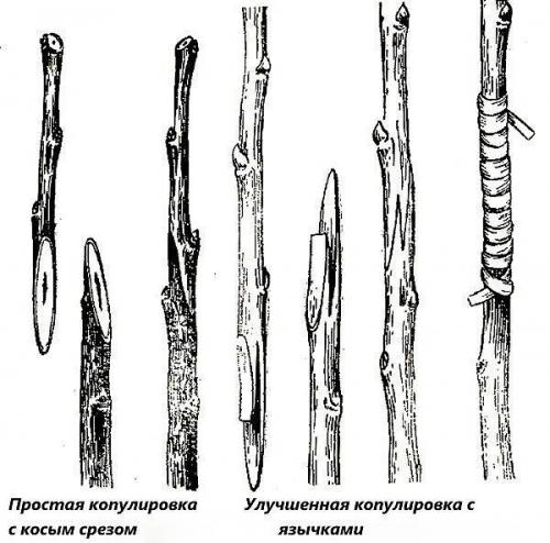 Популярные технологии прививки плодовых деревьев. 04