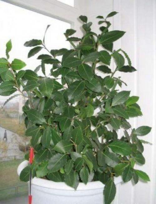 Как вырастить лаврушку дома. 03