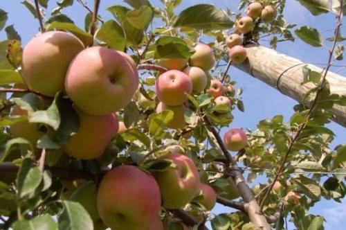 Как рассчитать правильную норму подкормки на каждое дерево: схема из трех подкормок. 04 Как рассчитать правильную норму подкормки на каждое дерево: схема из трех подкормок. 04