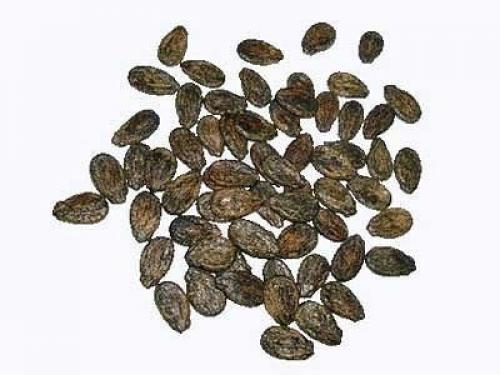 Мы выращиваем арбуз в домашних условиях. 02 Мы выращиваем арбуз в домашних условиях. 02