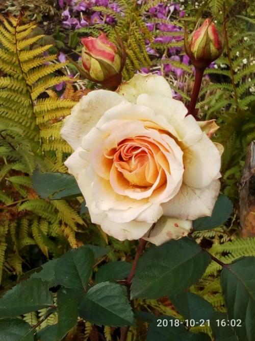 От подписчика: Анжелика Глушкова. 01