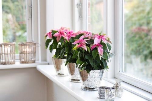 Как навести идеальную чистоту: простые и доступные решения? 03