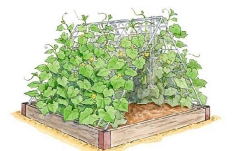 Преимущества поднятых грядок для огорода. 01