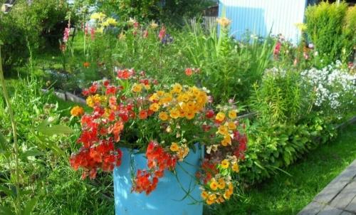 Oдним из ярких однолетних растений по праву считается прекрасная немезия. 01