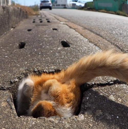 Вы только взгляните как сквозь асфальт пробивается росток дикого кота. 01