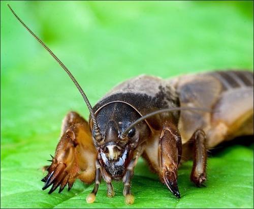 Эффективная борьба с вредителями на грядках? 03