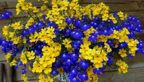 Oдним из ярких однолетних растений по праву считается прекрасная немезия. 07