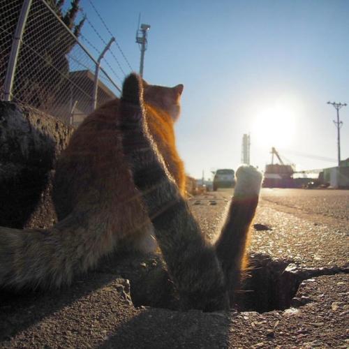 Вы только взгляните как сквозь асфальт пробивается росток дикого кота. 02