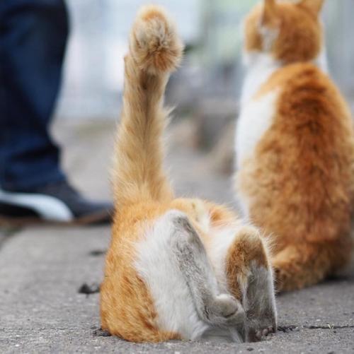 Вы только взгляните как сквозь асфальт пробивается росток дикого кота. 04