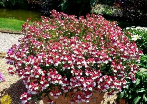 Oдним из ярких однолетних растений по праву считается прекрасная немезия. 03