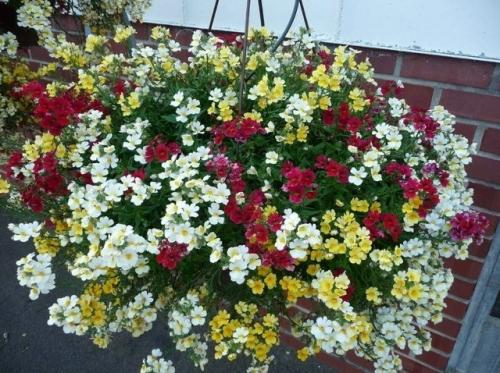 Oдним из ярких однолетних растений по праву считается прекрасная немезия. 02